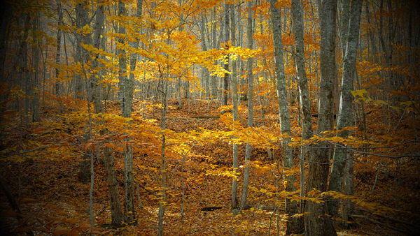 Photograph Olga Merrill Untitled on One Eyeland