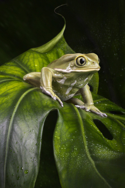 Photograph Angi Wallace Waxy Monkey Frog on One Eyeland