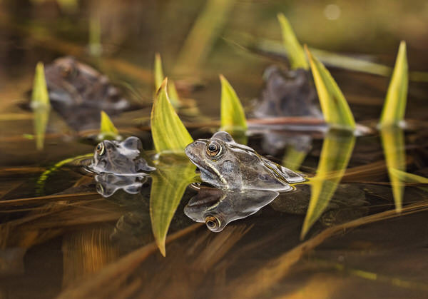 Photograph Angi Wallace Common Frogs on One Eyeland