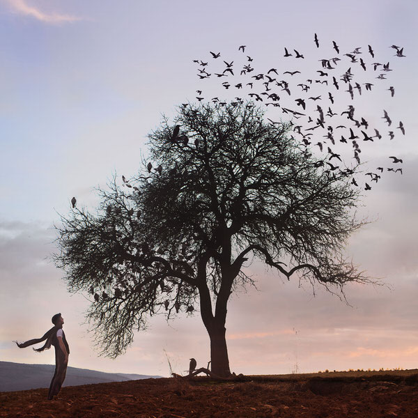 Photograph Mandy Hady Schulte Birds Flying High on One Eyeland