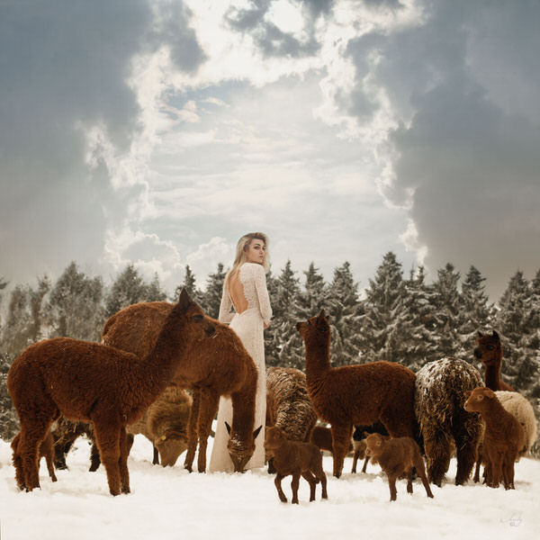 Photograph Mandy Hady Schulte There Is Nothin Like A Lama Well Maybe An Alpaca on One Eyeland