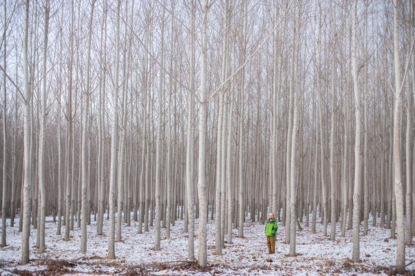 Photograph Woods Wheatcroft The Forest on One Eyeland