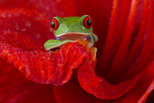 Photograph Angi Wallace In The Red on One Eyeland