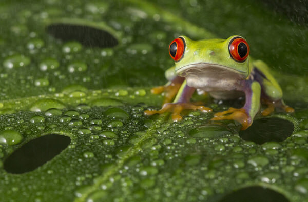 Photograph Angi Wallace Rainforest Creature on One Eyeland