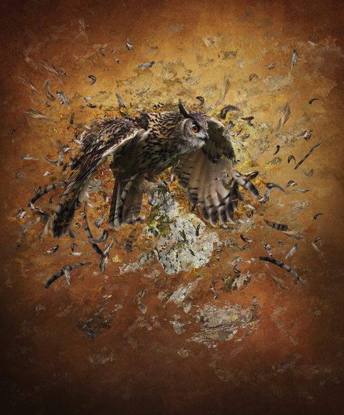 Photograph Angi Wallace Feathered Friend on One Eyeland