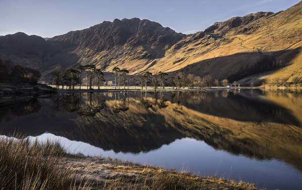 Photograph Angi Wallace Buttermere Pines on One Eyeland