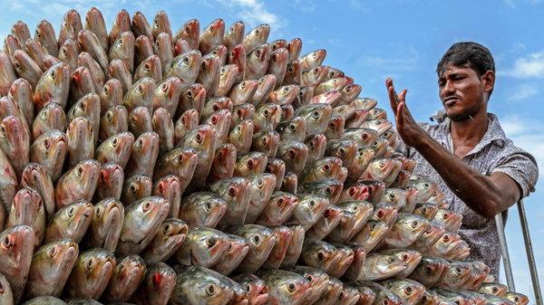 Photograph Md Faruq Hossain Hilsha The Delicious Fish on One Eyeland