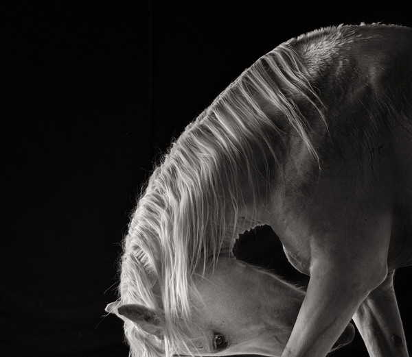 Photograph Bev Pettit Mexico White Horse on One Eyeland
