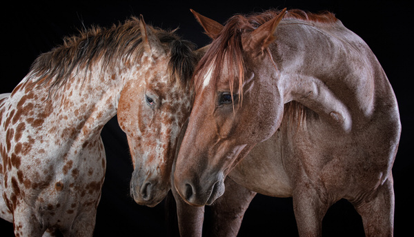 Photograph Bev Pettit Caprichio And Navajo on One Eyeland
