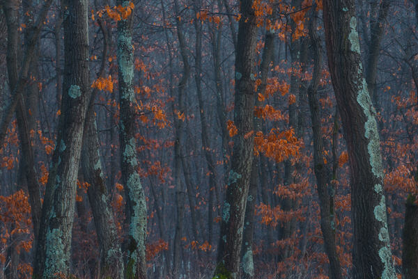Photograph Zsolt Andras Szabo Soft Forest on One Eyeland