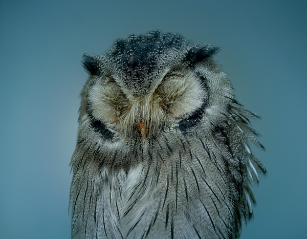 Photograph Yoshitaka Aida An Owl on One Eyeland