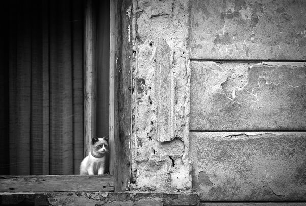 Photograph Goran Jordanski The Cat on One Eyeland