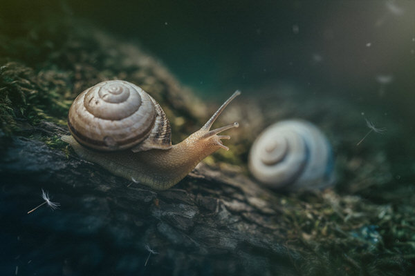 Photograph Goran Jordanski Good Morning Neighbors on One Eyeland