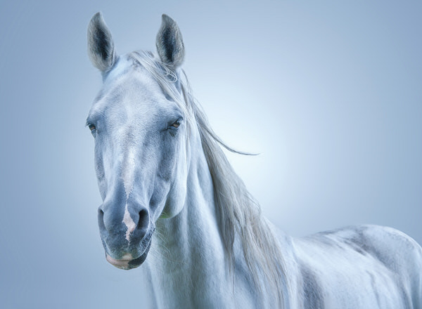 Photograph Ruadh Delone Horse 001 on One Eyeland