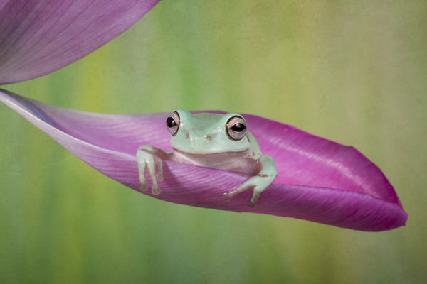 Photograph Angi Wallace Sitting Pretty on One Eyeland