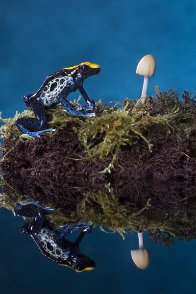 Photograph Angi Wallace Reflections Of A Dartfrog on One Eyeland