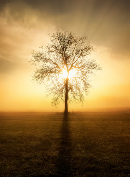 Photograph Ales Krivec Lonely Tree on One Eyeland