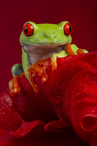 Photograph Angi Wallace Re Eyed Tree Frog Against Red on One Eyeland