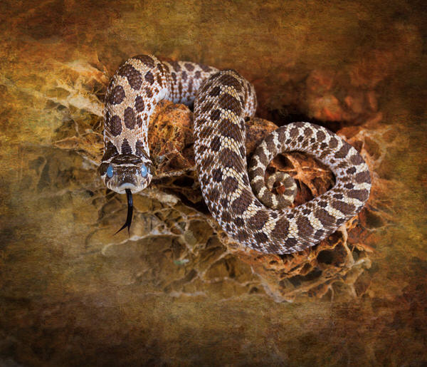 Photograph Angi Wallace Hognose Snake on One Eyeland