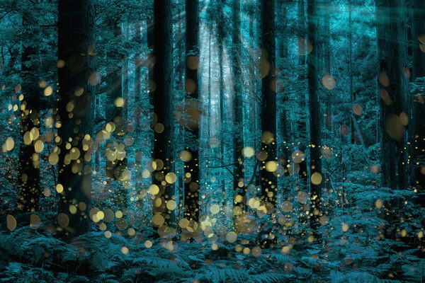 Photograph Kazuaki Koseki Shining Deep Forest on One Eyeland