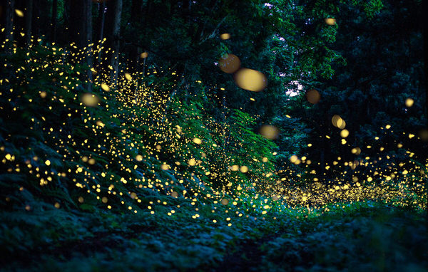 Photograph Kazuaki Koseki Princess Firefly Path on One Eyeland