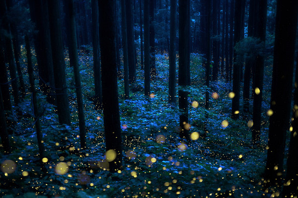 Photograph Kazuaki Koseki Deep Forest Fairies on One Eyeland