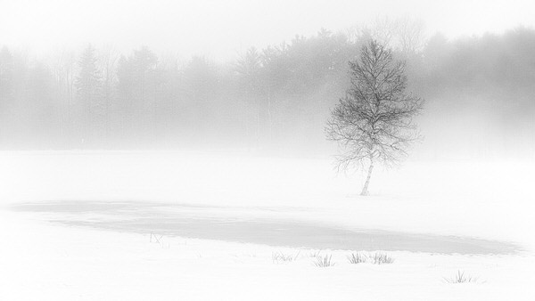 Photograph Olga Merrill Solitude on One Eyeland