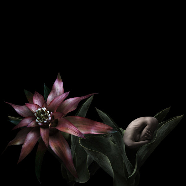 Photograph Sui Sawada Self Portrait Guzmania on One Eyeland