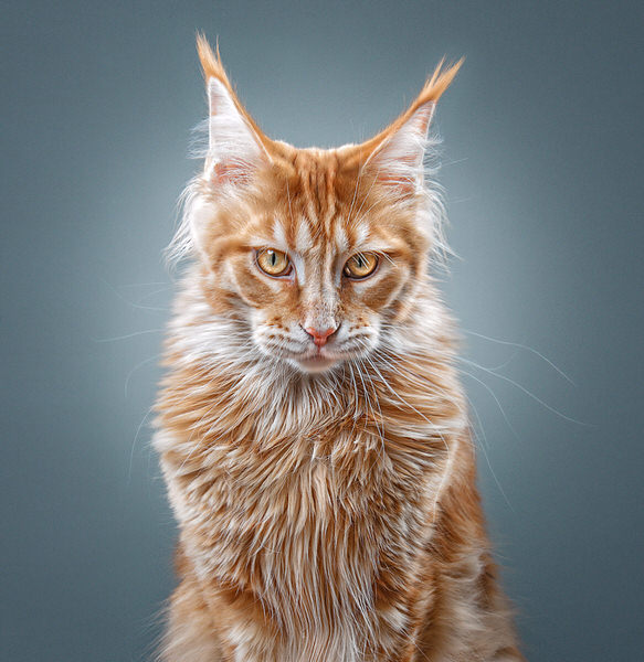 Photograph Ruadh Delone Vagebond on One Eyeland