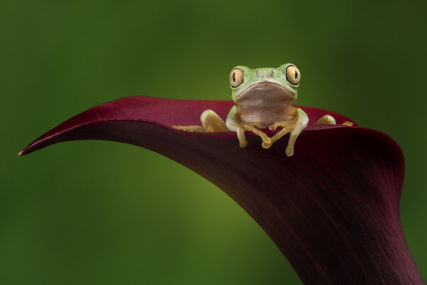 Photograph Angi Wallace Lemur Leaf Frog on One Eyeland
