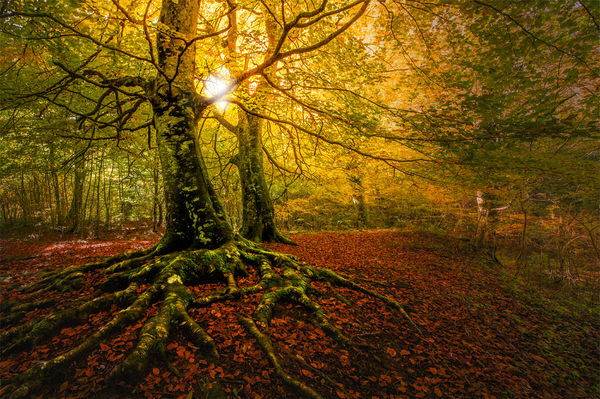 Photograph Alvaro Hernandez Roots Ii on One Eyeland