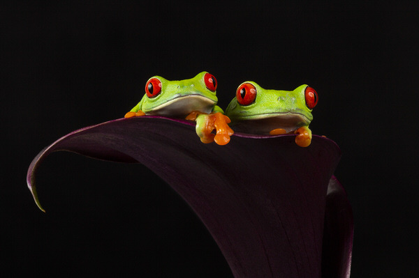 Photograph Angi Wallace Twins on One Eyeland