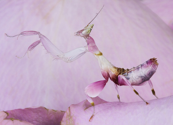 Photograph Angi Wallace Orchid Mantis Nymph on One Eyeland