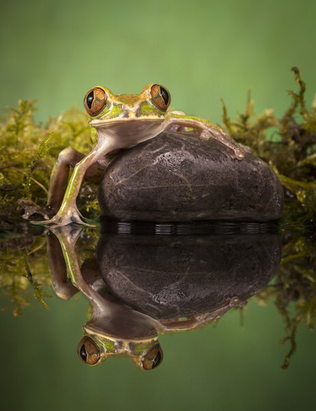 Photograph Angi Wallace Peacock Frog Reflection on One Eyeland