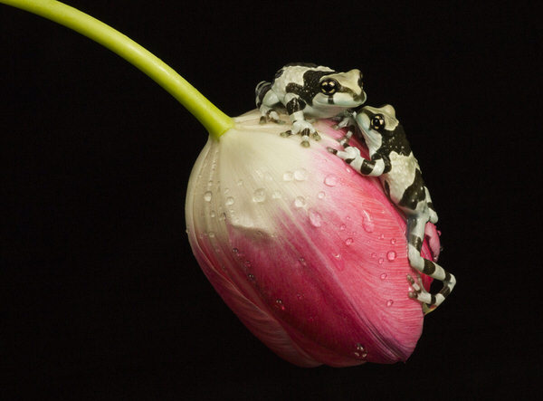 Photograph Angi Wallace Kissing Frogs on One Eyeland