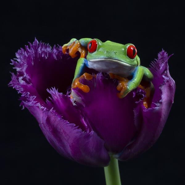 Photograph Angi Wallace Red Eyed Tree Frog on One Eyeland