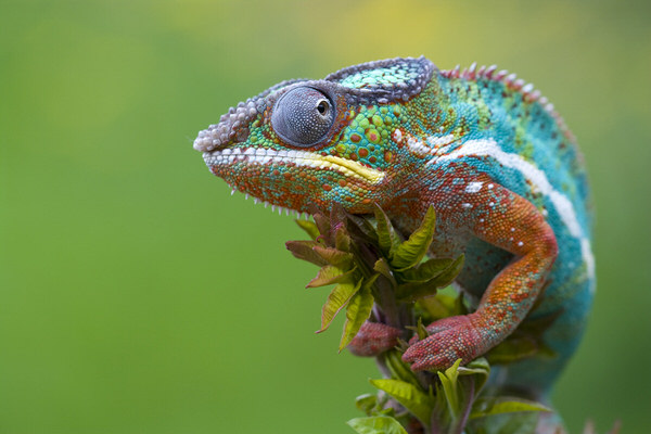 Photograph Angi Wallace Panther Chameleon on One Eyeland