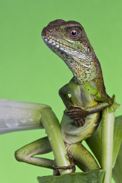 Photograph Angi Wallace Water Dragon on One Eyeland