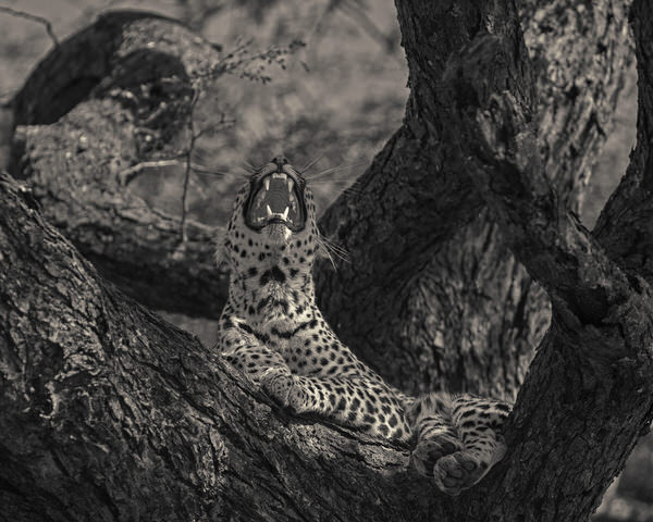Photograph Antti Viitala Leopard on One Eyeland