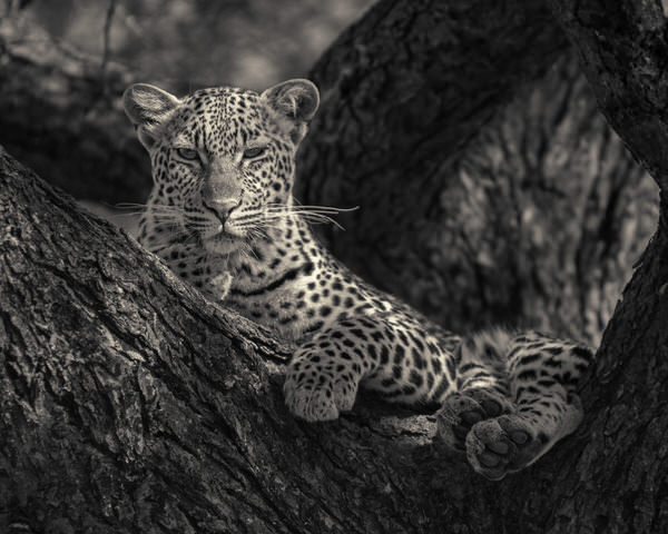 Photograph Antti Viitala Leopard on One Eyeland