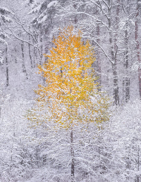 Photograph Ales Krivec When Autumn Meets Winter on One Eyeland