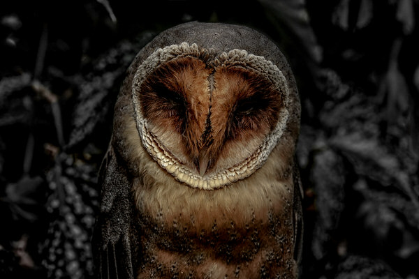Photograph Yoshitaka Aida An Owl on One Eyeland