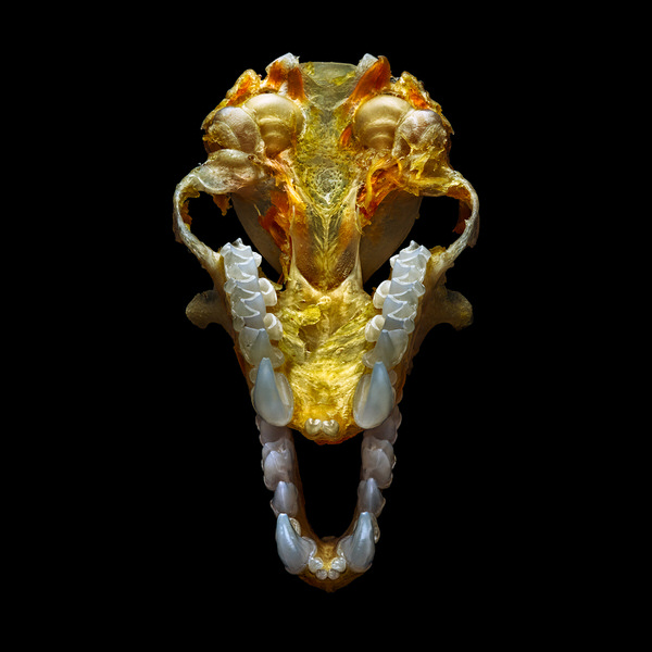 Photograph Antonio Strafella Dead Alien Bat on One Eyeland