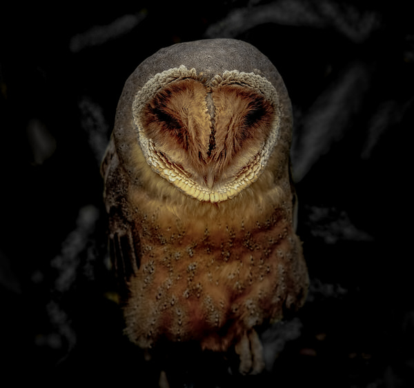 Photograph Yoshitaka Aida A Sleeping Owl on One Eyeland
