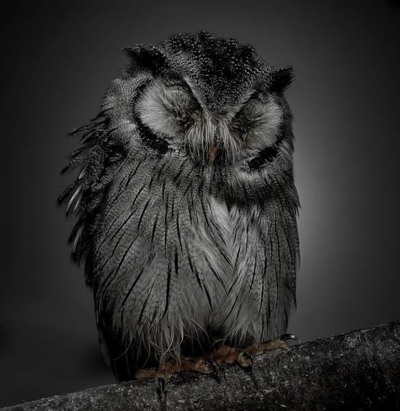 Photograph Yoshitaka Aida A Sleeping Owl on One Eyeland