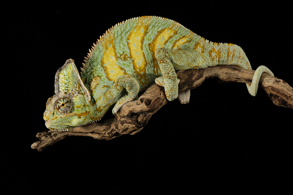 Photograph Angi Wallace Yemens Chameleon on One Eyeland