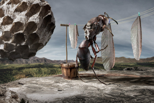Photograph Ismoyo Adhi To Be Bee Or Not To Be Bee on One Eyeland