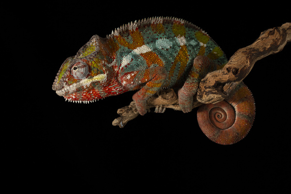Photograph Angi Wallace Panther Chameleon on One Eyeland
