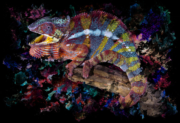 Photograph Angi Wallace Chameleon on One Eyeland