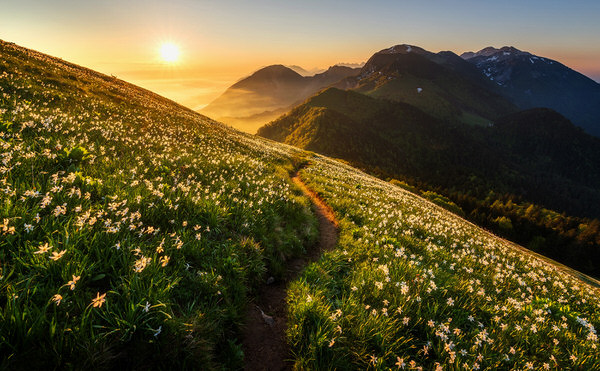 Photograph Ales Krivec Among The Daffodils on One Eyeland
